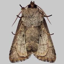 Attēlu rezultāti vaicājumam “Orthosia gothica”