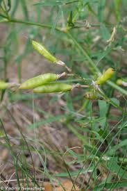 Attēlu rezultāti vaicājumam “Astragalus arenarius flower”