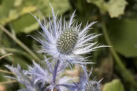 Image result for Alpendistel