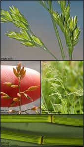 Attēlu rezultāti vaicājumam “Poa compressa leaf”