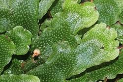 Attēlu rezultāti vaicājumam “Conocephalum conicum”