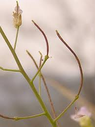 Attēlu rezultāti vaicājumam “Cardaminopsis arenosa bud”