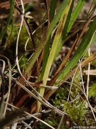 Attēlu rezultāti vaicājumam “Carex pallescens”