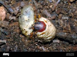 Attēlu rezultāti vaicājumam “Oryctes nasicornis larva”