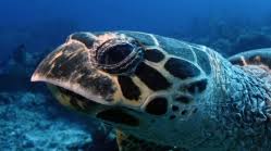 Image result for Eretmochelys imbricata