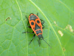Attēlu rezultāti vaicājumam “Pyrrhocoris apterus”