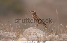 Image result for Melanocorypha bimaculata