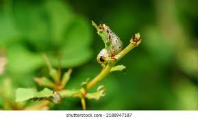 Attēlu rezultāti vaicājumam “Nematus salicis larva”