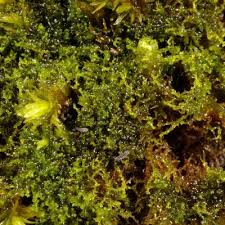 Attēlu rezultāti vaicājumam “Cephaloziella hampeana”