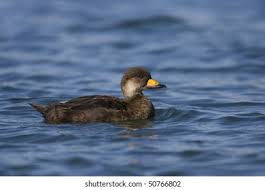 Attēlu rezultāti vaicājumam “Melanitta nigra male”