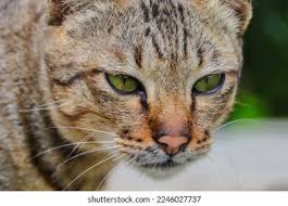 Attēlu rezultāti vaicājumam “Felis silvestris catus adult”