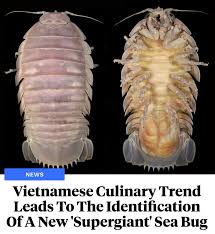 Image result for Seabug Divers