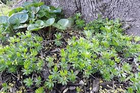 Attēlu rezultāti vaicājumam “Galium odoratum fruit”