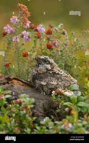 Attēlu rezultāti vaicājumam “Caprimulgus europaeus juvenile”