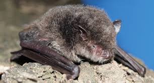 Attēlu rezultāti vaicājumam “Myotis sp.”