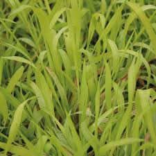 Attēlu rezultāti vaicājumam “Milium effusum”