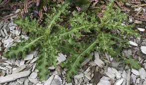 Attēlu rezultāti vaicājumam “Cirsium arvense”