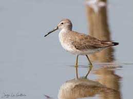 Image result for Calidris himantopus