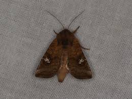 Attēlu rezultāti vaicājumam “Amphipoea”