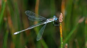 Attēlu rezultāti vaicājumam “Lestidae”