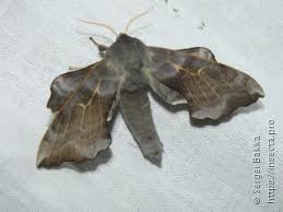 Attēlu rezultāti vaicājumam “Semioscopis avellanella imago”