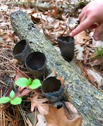 Attēlu rezultāti vaicājumam “Urnula craterium”