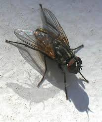 Attēlu rezultāti vaicājumam “Musca domestica”