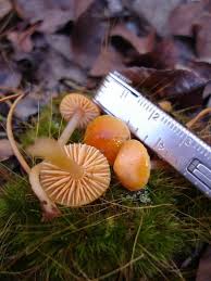 Attēlu rezultāti vaicājumam “Hygrocybe pseudoconica”