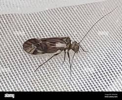 Attēlu rezultāti vaicājumam “Metylophorus nebulosus”