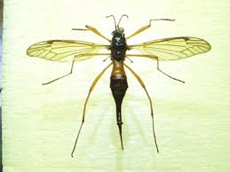 Attēlu rezultāti vaicājumam “Nematocera”