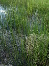 Attēlu rezultāti vaicājumam “Eriophorum gracile fruit”