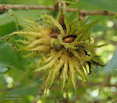 Attēlu rezultāti vaicājumam “Corylus colurna”