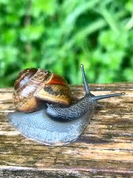 Attēlu rezultāti vaicājumam “Arianta arbustorum”