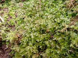 Attēlu rezultāti vaicājumam “Mnium stellare”