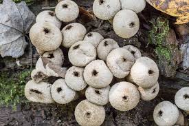 Attēlu rezultāti vaicājumam “Lycoperdon perlatum”