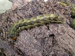 Attēlu rezultāti vaicājumam “Orthosia munda”