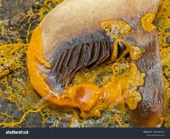 Attēlu rezultāti vaicājumam “Badhamia sp.”