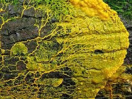 Attēlu rezultāti vaicājumam “Physarum decipiens”