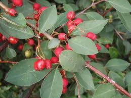 Attēlu rezultāti vaicājumam “Cotoneaster multiflorus”