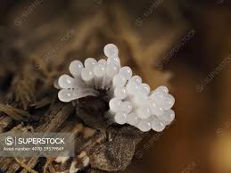 Attēlu rezultāti vaicājumam “Stemonitis splendens”