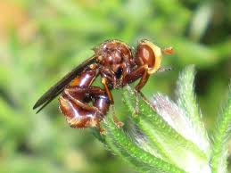 Attēlu rezultāti vaicājumam “Sicus ferrugineus”