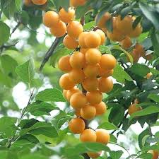 Attēlu rezultāti vaicājumam “Prunus cerasifera var. divaricata”