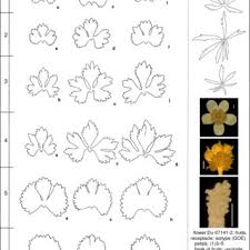 Attēlu rezultāti vaicājumam “Ranunculus auricomus leaf”