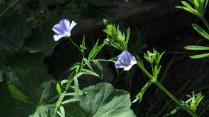 Attēlu rezultāti vaicājumam “Linum catharticum fruit”
