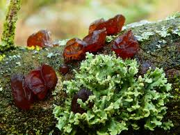 Attēlu rezultāti vaicājumam “Exidia recisa”