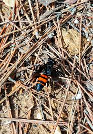 Attēlu rezultāti vaicājumam “Anoplius viaticus”