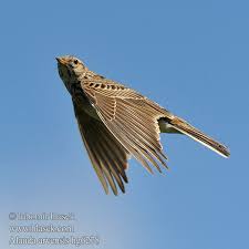 Image result for Alauda arvensis