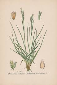 Attēlu rezultāti vaicājumam “Danthonia decumbens”