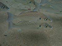 Image result for Pomadasys commersonnii