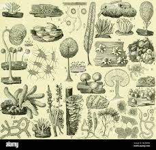 Attēlu rezultāti vaicājumam “Cribraria intricata spores”